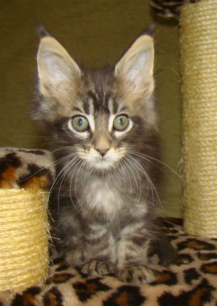    Catsvill County!   !    !       !!!    Catsvill County +7-926-544-74-09     .   ,   ,   ,    ,   ,  ,     ,   -,    ,   !